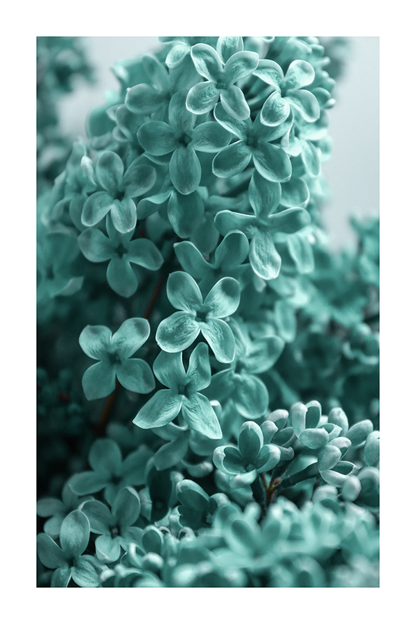 Turquoise Hydrangea Poster