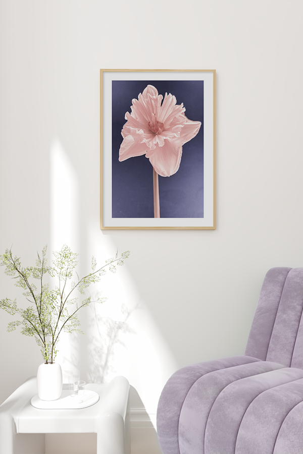 A Light Pink Narcissus Poster