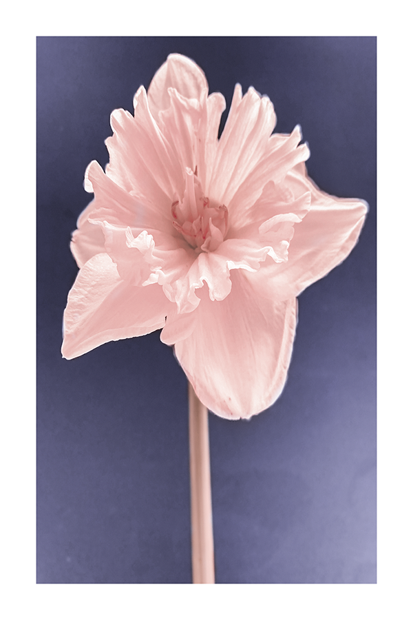 A Light Pink Narcissus Poster