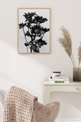 Black and White Gerbera Poster