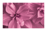 Epiphyllum Detail Poster