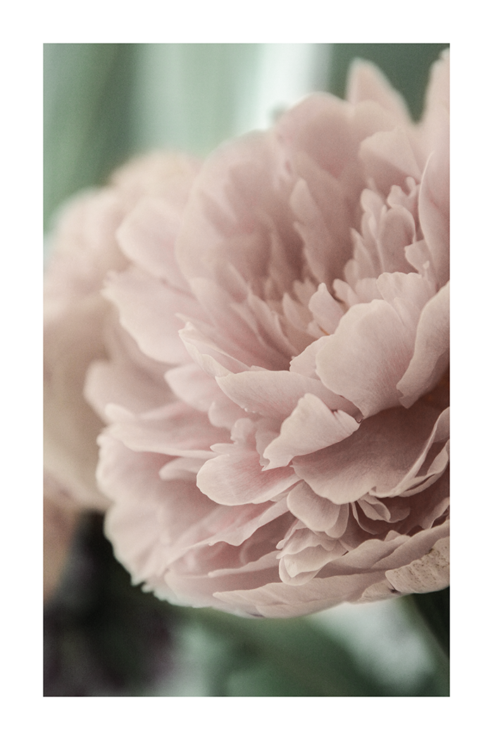 Light Pink Peony Detail Poster