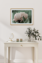 Blooming Tulip Poster