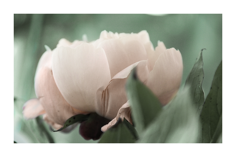 Blooming Tulip Poster