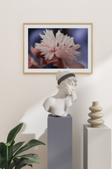 Light Pink Paeonia La Poster