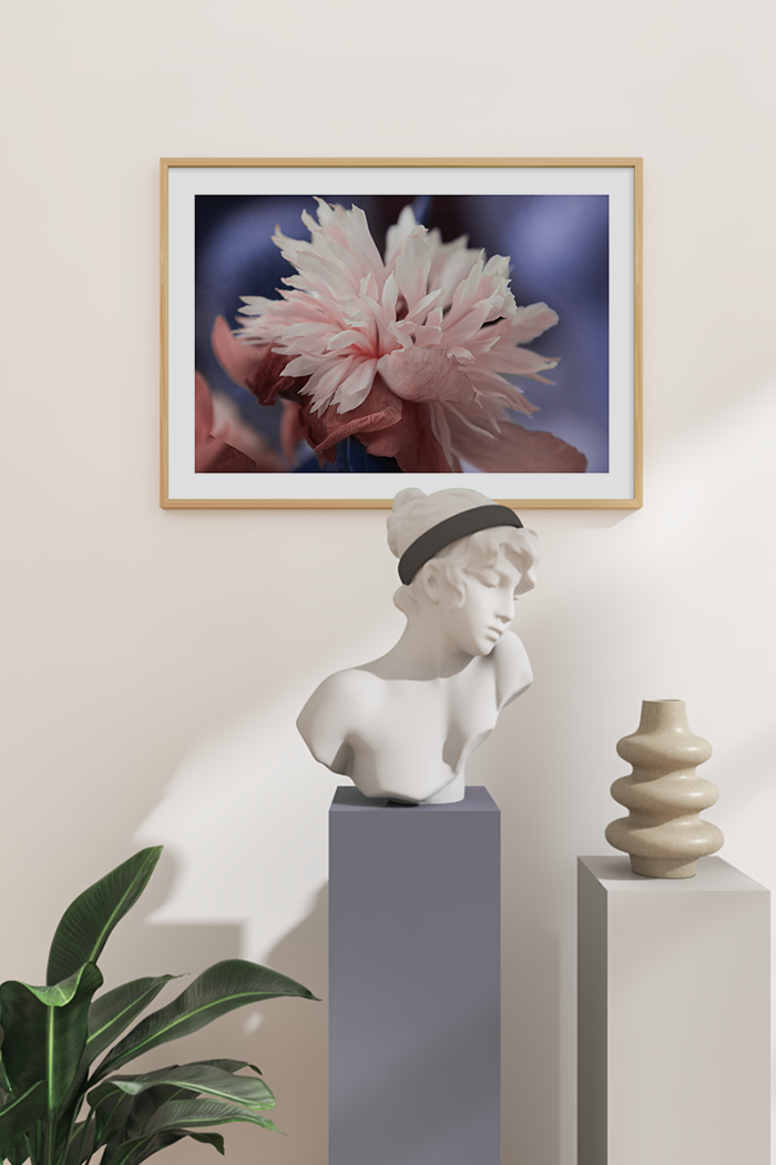 Light Pink Paeonia La Poster