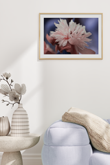 Light Pink Paeonia La Poster