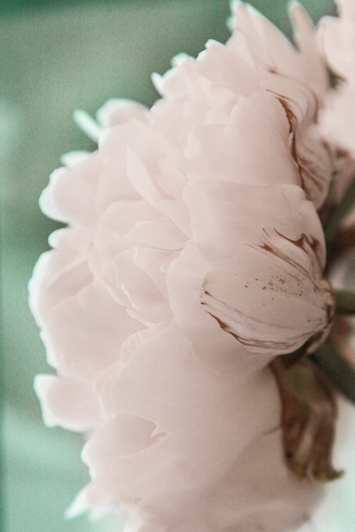 Peony Detail Poster