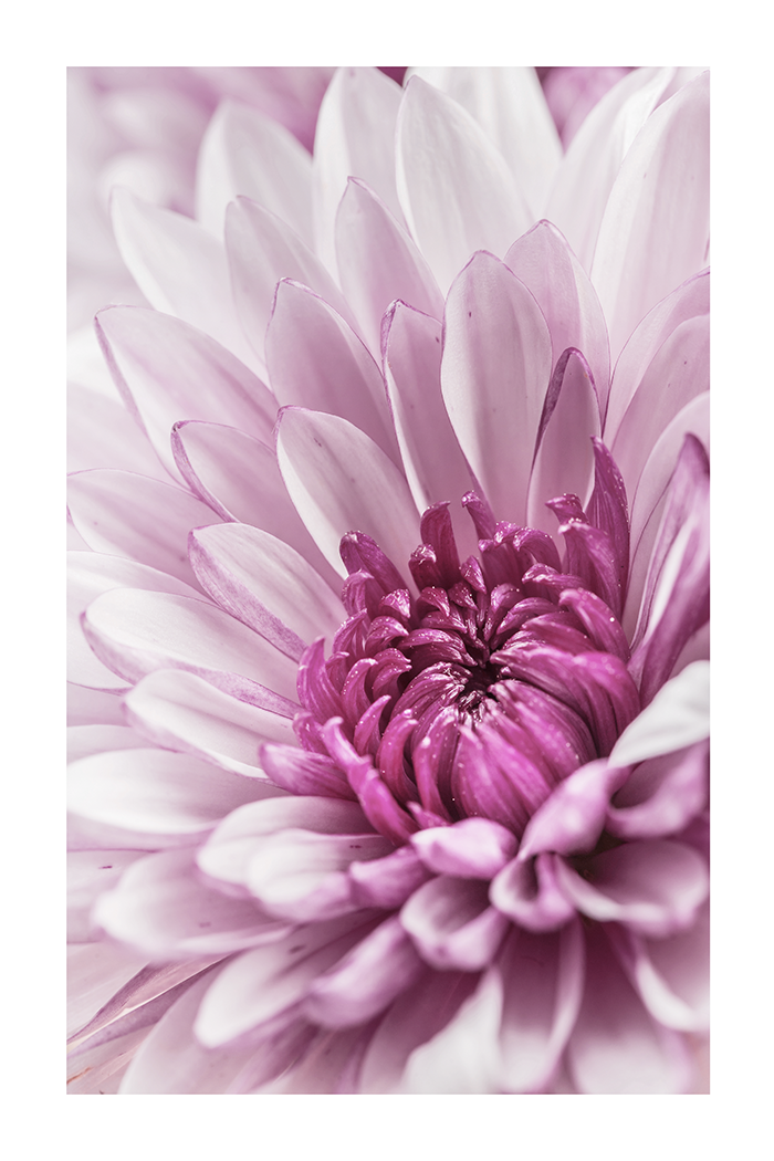 Purple Dahlia Detail Poster