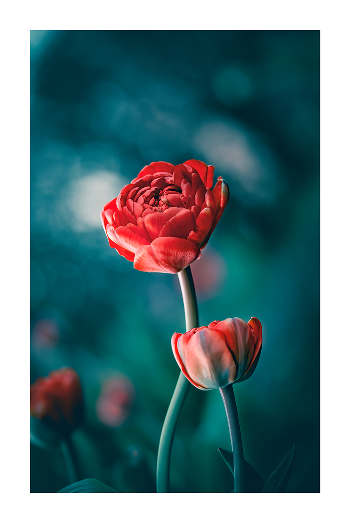 Red Tulip Poster