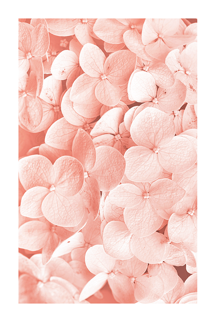 Hydrangea Petal Detail Poster