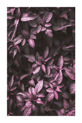 Dark Botanical Leaves Poster