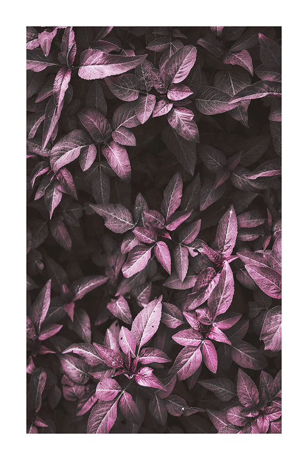 Dark Botanical Leaves Poster
