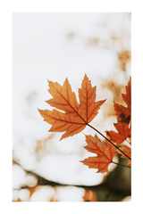 Maple Leaf Close Up Poster