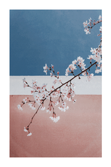 Cherry Blossom Poster