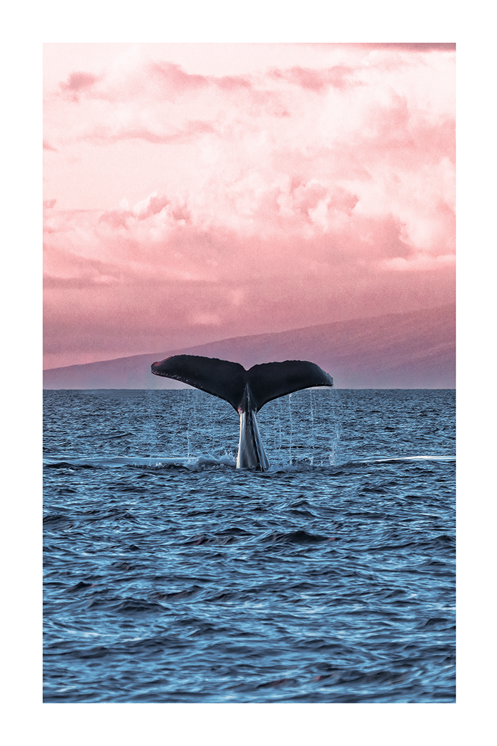 Whale Tail Poster