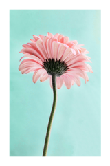 A Pink Daisy Poster