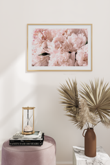 Paeonia Flowers Poster