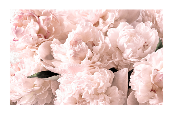 Paeonia Flowers Poster