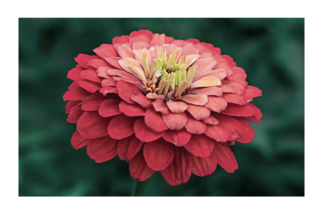 Zinnia Flower Poster
