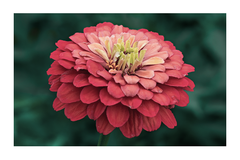 Zinnia Flower Poster