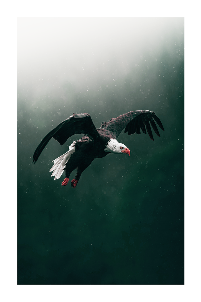 Eagle Poster