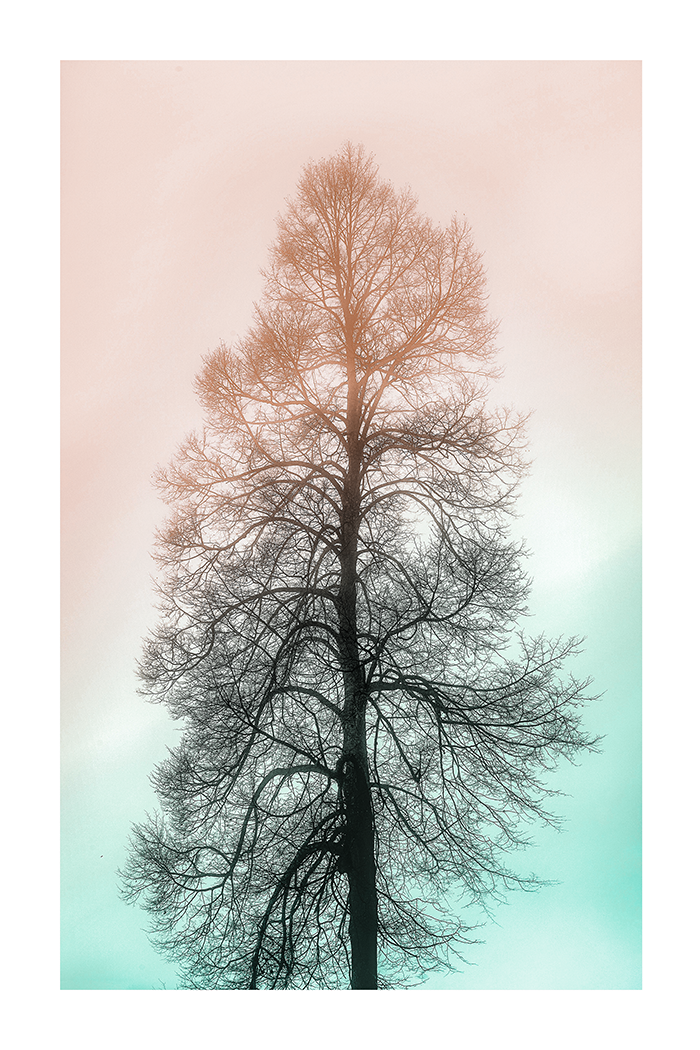 Dreamy Tree Poster