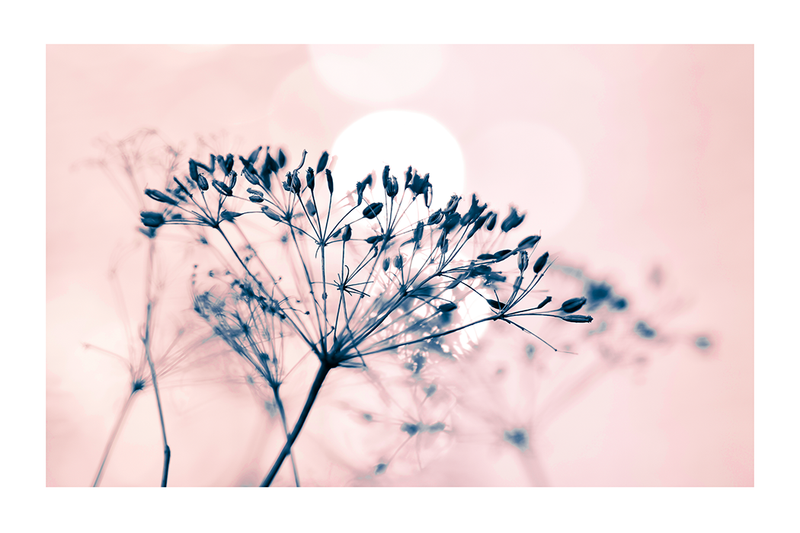Seed of Flower Poster