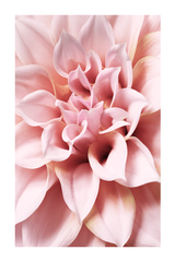 Dahlia Close Up Poster No.2