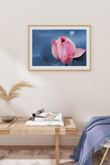 Lotus Budding Flower