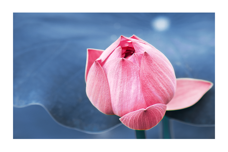 Lotus Budding Flower