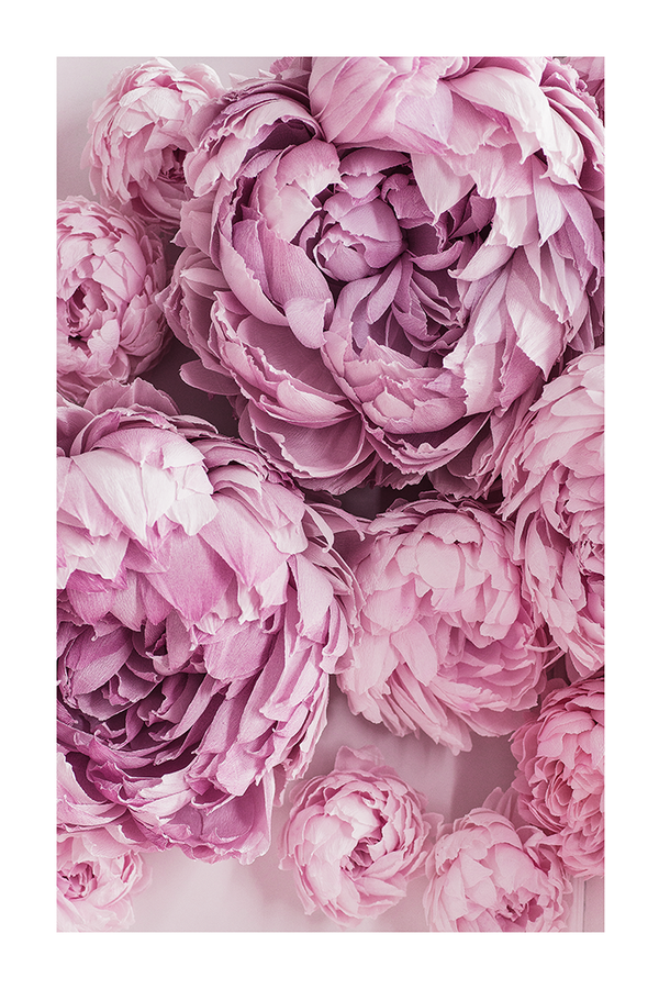 Purple Paeonia Floral Poster