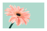 Blooming Daisy Poster