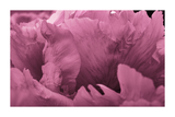 Pinky Purple Petals Detail Poster