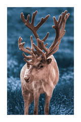 Lonely Elk Poster