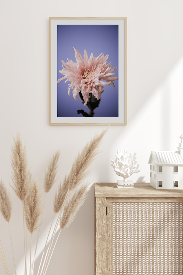 Pink Chrysanthemum Poster