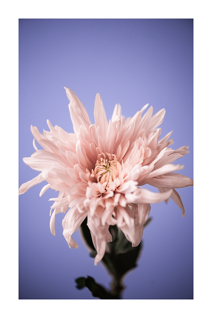 Pink Chrysanthemum Poster