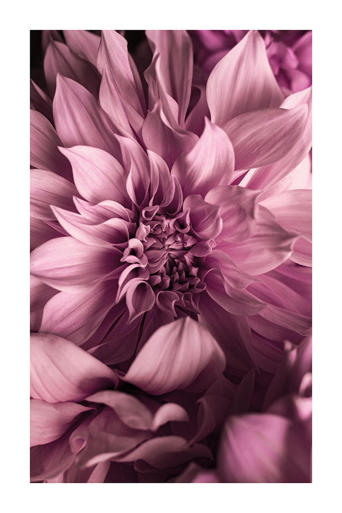 Vintage Purple Dahlia Poster
