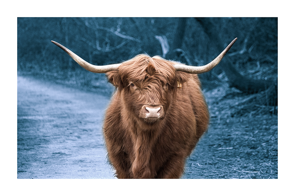 Blue Highland Cow Poster
