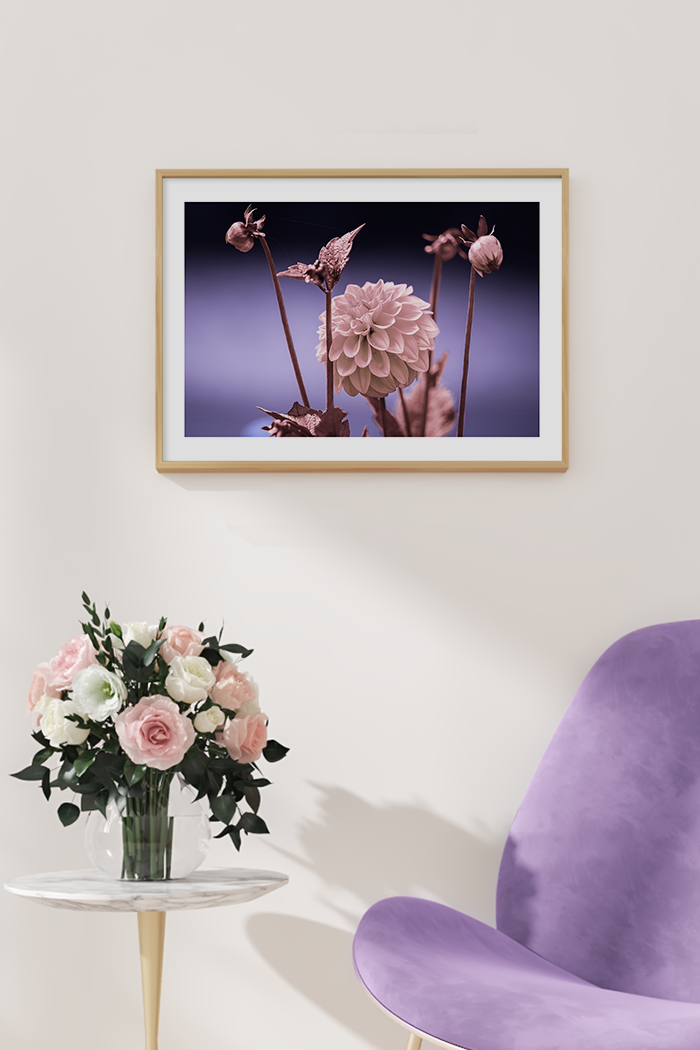Dahlia Close Up Poster
