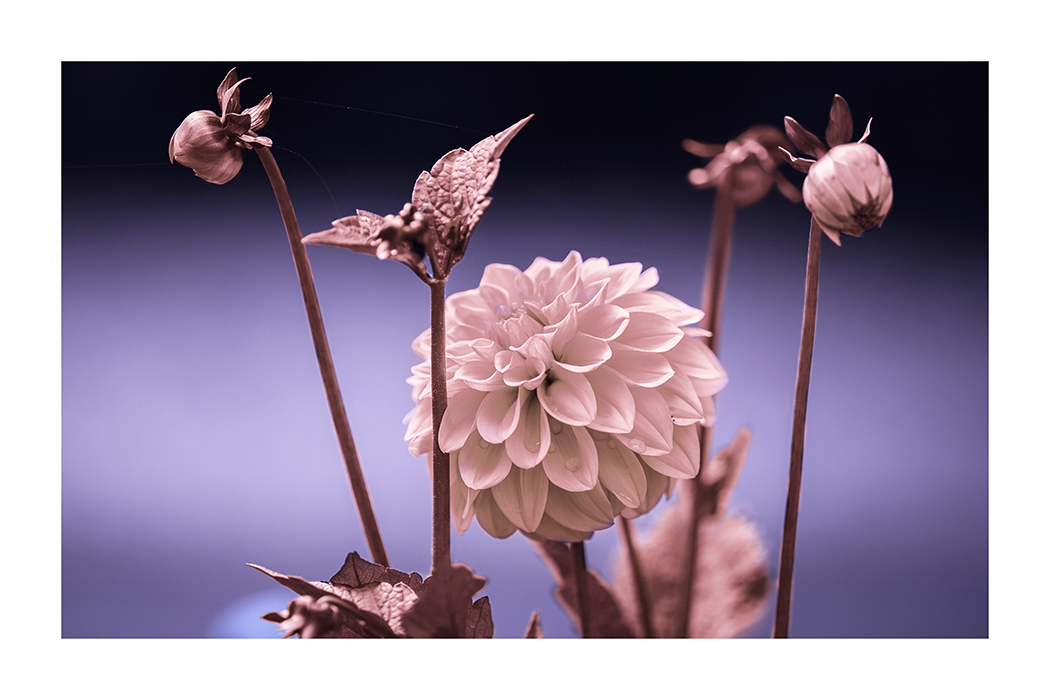 Dahlia Close Up Poster