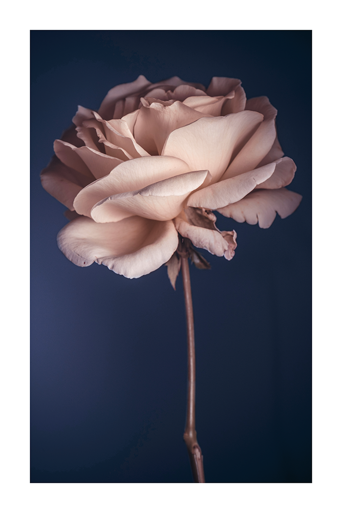 Withered Rose Poster