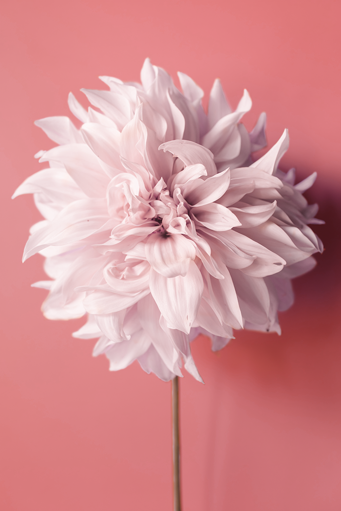 A Blooming Dahlia Poster