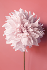 A Blooming Dahlia Poster