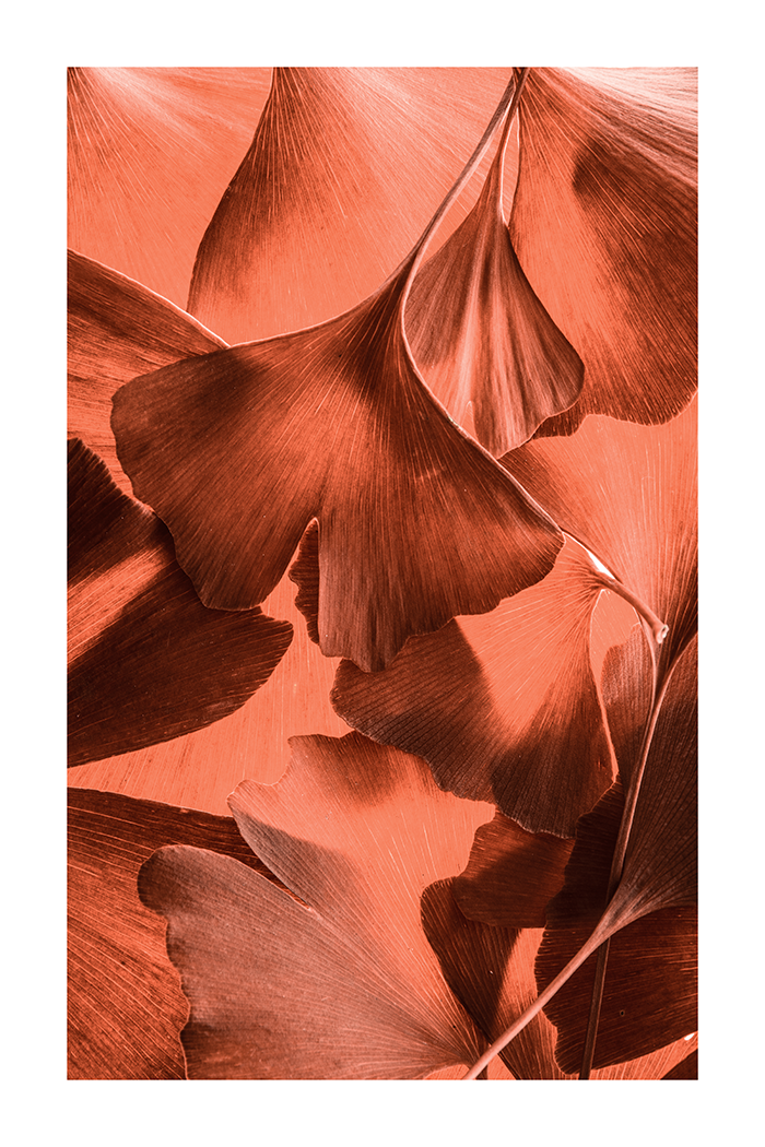 Red Ginkgo Biloba Poster