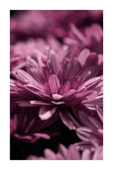 Close Up of Purple Flower Poster