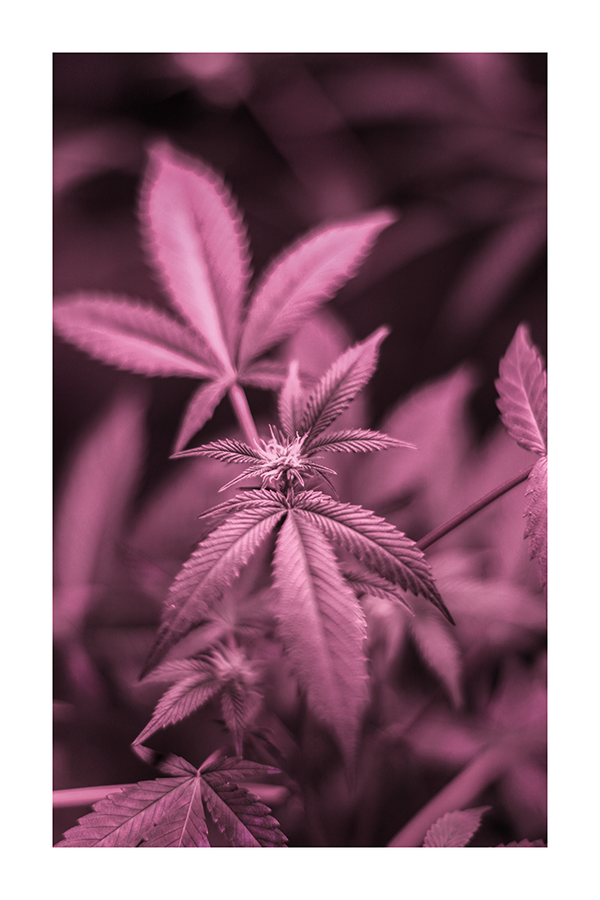 Purple Leaf Detail Poster