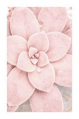 Pink Succulent Poster