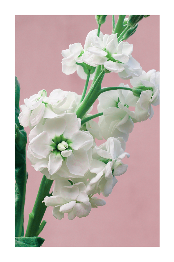 Green White Flower Poster
