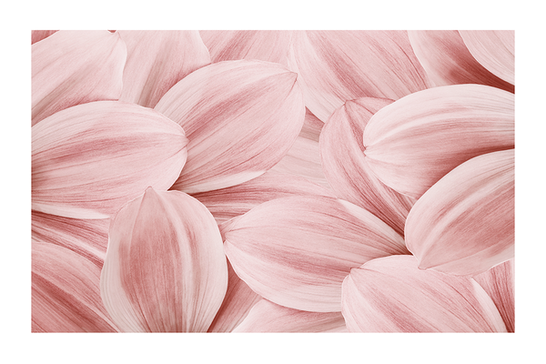 Pink Chamomile Poster